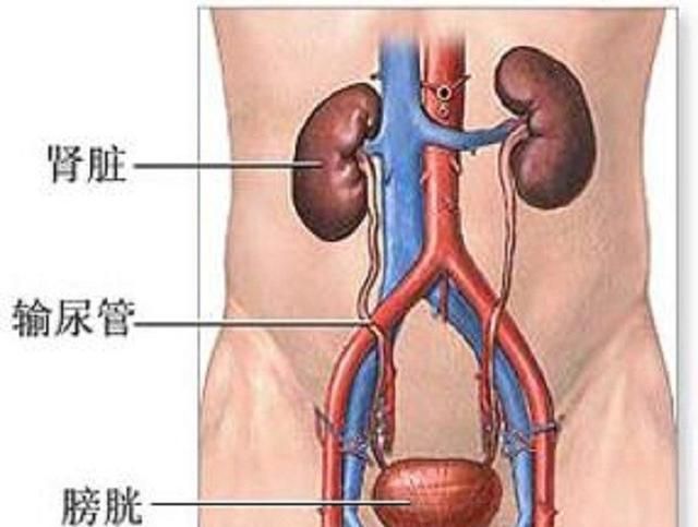 如何治疗蛋白尿不复发图1