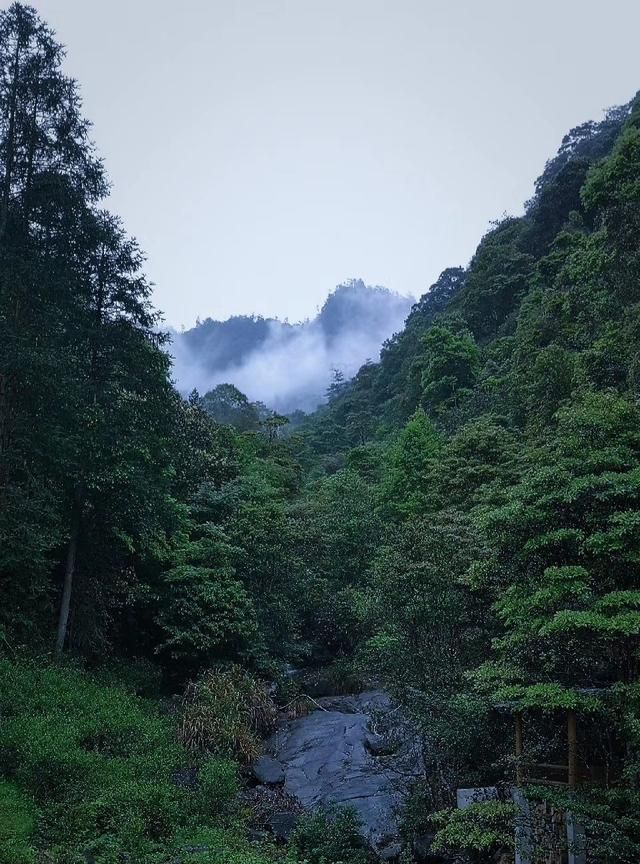什么是正山小种,正山小种怎么样图5