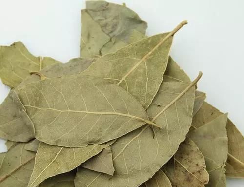 做调料的香叶是什么树的叶子，在哪里可以种植？