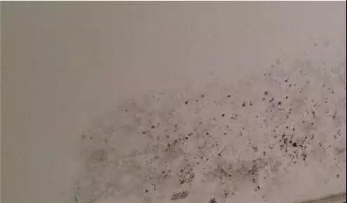 墙面发霉好恶心！7招拯救你家墙面，跟霉说永别