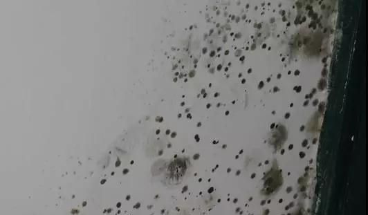 墙面发霉好恶心！7招拯救你家墙面，跟霉说永别