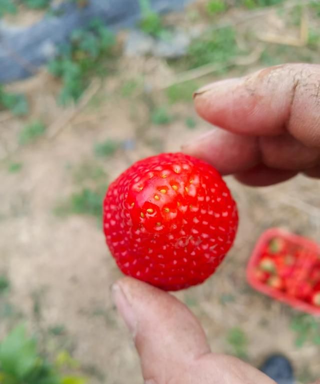 种的草莓很小很酸怎么办图1