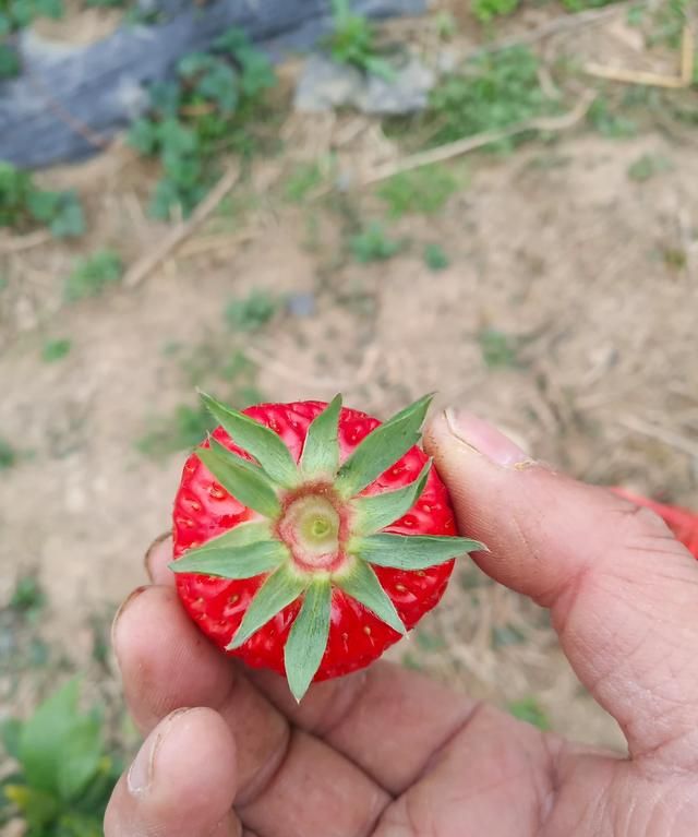 种的草莓很小很酸怎么办图2