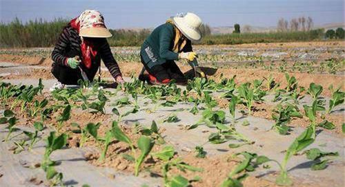 农民种甘蓝，掌握甘蓝栽培季节，一年四季都能种出好吃的甘蓝