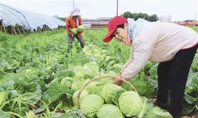 农民种甘蓝，掌握甘蓝栽培季节，一年四季都能种出好吃的甘蓝