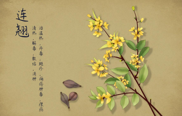 “连花=莲花？”这药可能不是你想的那样