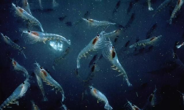 南极磷虾为什么一直吃不完,南极磷虾有什么功效与作用图1