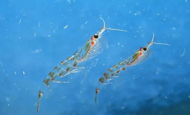 南极磷虾为什么一直吃不完,南极磷虾有什么功效与作用图3