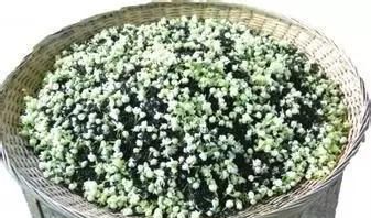 茉莉花茶好喝还是绿茶好喝,绿茶红茶茉莉花茶哪个好喝图1