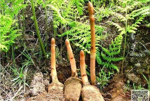 农村如何种植天麻,湖南能种植天麻吗图7