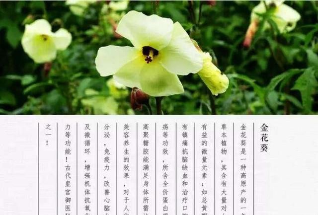 哺乳期可以喝金花葵茶吗(哺乳期能喝金花茶吗)图1