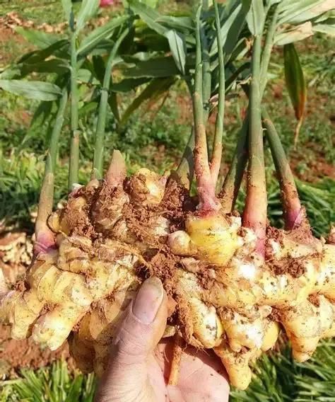 你知道文山的小黄姜吗?