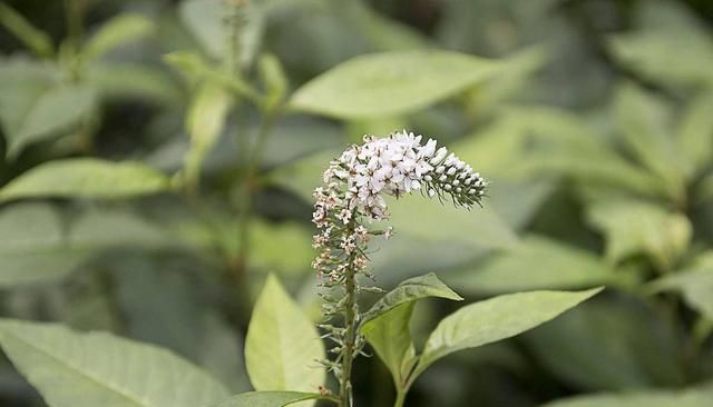 东北山野菜珍珠菜有什么营养和药用价值呢图3