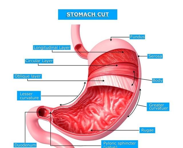 胃病的常见六个分类+治、养的用药指导，让你更了解自己胃
