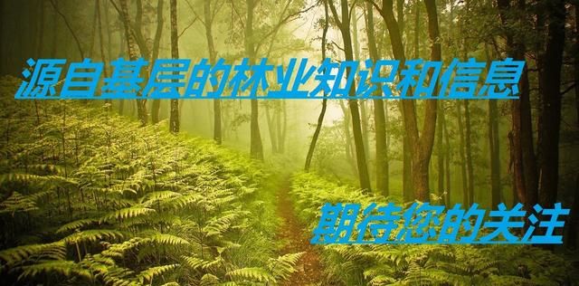 毛竹有哪些用处,毛竹的作用图9