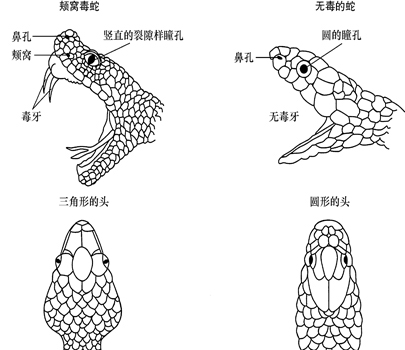 我国陆地第一毒蛇，天生害羞不敢攻击人，为啥夜钓人成攻击目标？