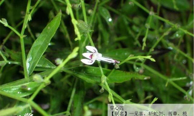 菜市场常见的这菜，竟然不是田七和穿心莲？你知道它是啥吗？
