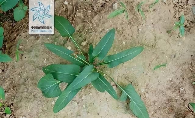 每日一味抗癌中药——紫花地丁，清热解毒，这个野菜您一定见过