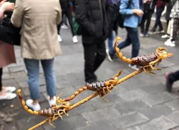 疯狂！每年吃掉100吨蝎子，多地已无蝎可捉，暴利下藏着多少隐忧