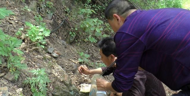 疯狂！每年吃掉100吨蝎子，多地已无蝎可捉，暴利下藏着多少隐忧