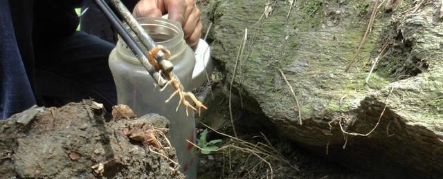 疯狂！每年吃掉100吨蝎子，多地已无蝎可捉，暴利下藏着多少隐忧