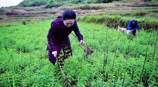 被当作野草的地参，原来是名贵药材，这样种轻松获得高收益！