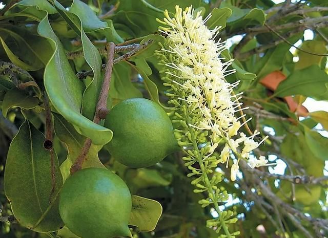 夏威夷果是夏威夷的吗,南非夏威夷果和澳洲夏威夷果图2