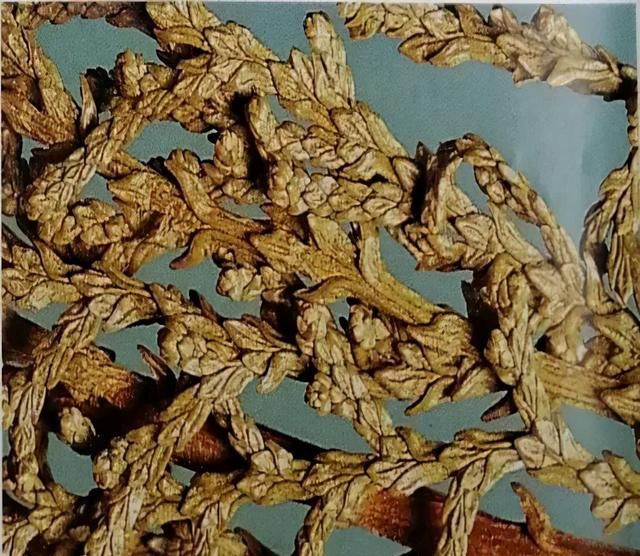侧柏叶洗头绝了？来看看它有什么功效与作用！