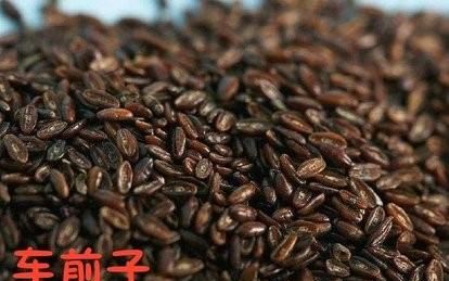 车前子怎么吃(车前子怎么吃能降血糖)图2