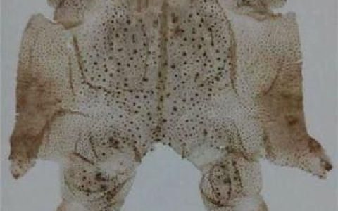 农村里的蟾蜍会脱下一层蟾衣，据说比黄金还贵，但是为什么从来没人在野外看到