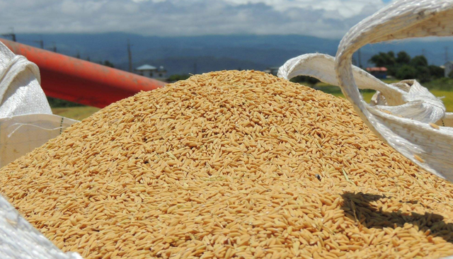 为什么说胚芽米是高营养米，胚芽米的好处与功效，你了解吗？