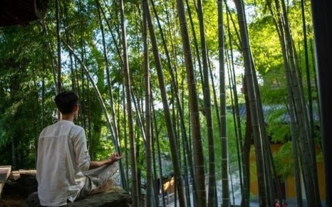 家里养竹子风水上有什么讲究,家里养竹子对风水有好处吗