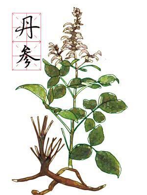 红丹参有什么功效(红丹参功效与作用)图1