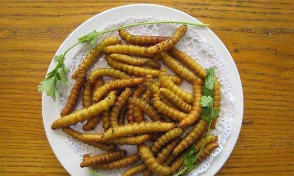 害虫成餐桌美味，价格不菲！有人养它发家致富，最后一种你见过？