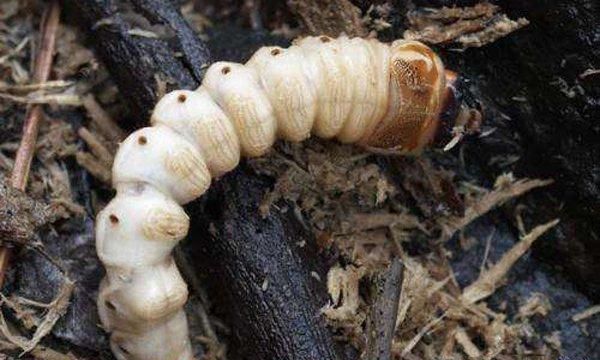 害虫成餐桌美味，价格不菲！有人养它发家致富，最后一种你见过？