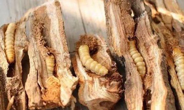 害虫成餐桌美味，价格不菲！有人养它发家致富，最后一种你见过？