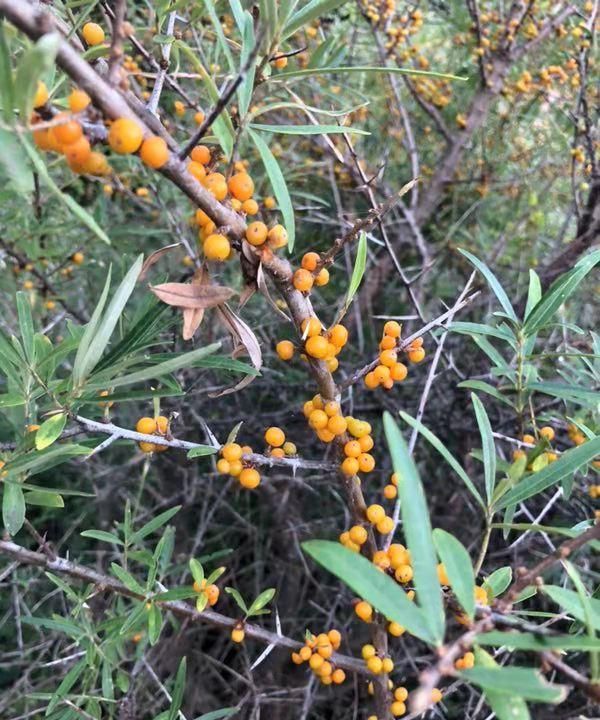 沙棘千千问之【沙棘茶叶】