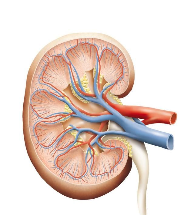 医生解读 日常生活如何保养我们的肾脏 方法很重要 习惯要培养
