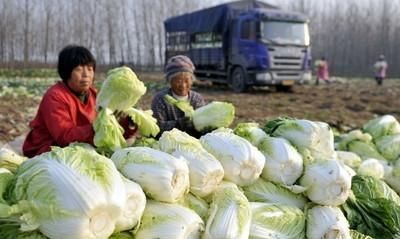 大白菜芯子烂是什么原因(大白菜的菜心坏是怎么回事)图4