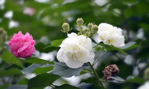 芙蓉花怎么种植(芙蓉花可以种植家里吗)图4