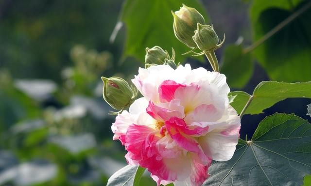 芙蓉花怎么种植(芙蓉花可以种植家里吗)图6
