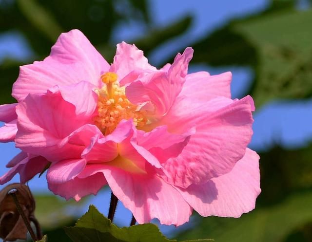 芙蓉花怎么种植(芙蓉花可以种植家里吗)图7