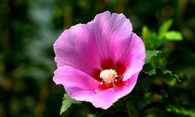 芙蓉花怎么种植(芙蓉花可以种植家里吗)图10