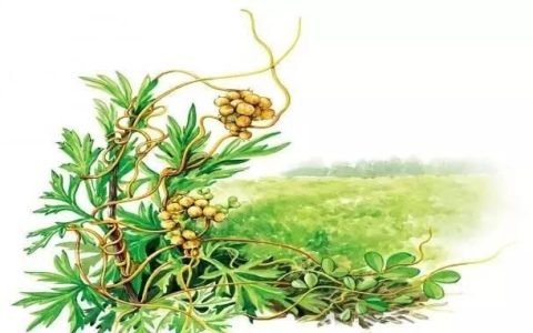 肝肾阴虚可以用菟丝子吗,女人滋补肝肾的中成药菟丝子