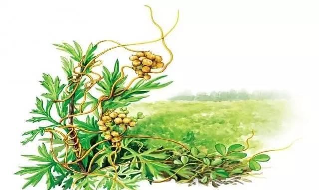 滋补肝肾菟丝子