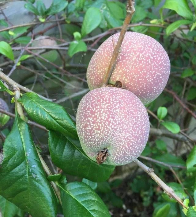 铁角梅果实的功效图4