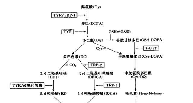 何首乌能让白发变黑是真的吗,何首乌洗发水白发变黑是真的吗图5