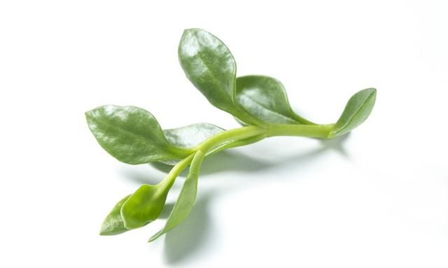 神奇的中药（45）——穿心莲