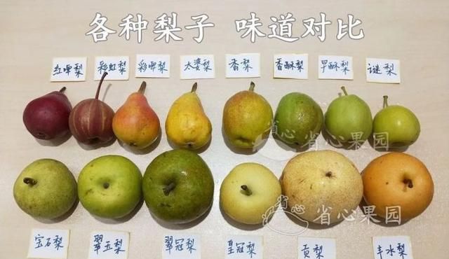 芭乐什么品种最好吃,芭乐哪个品种好吃图18