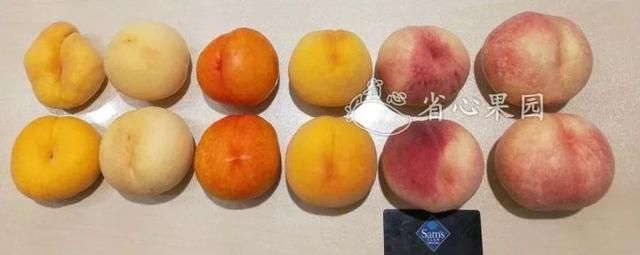 芭乐什么品种最好吃,芭乐哪个品种好吃图20